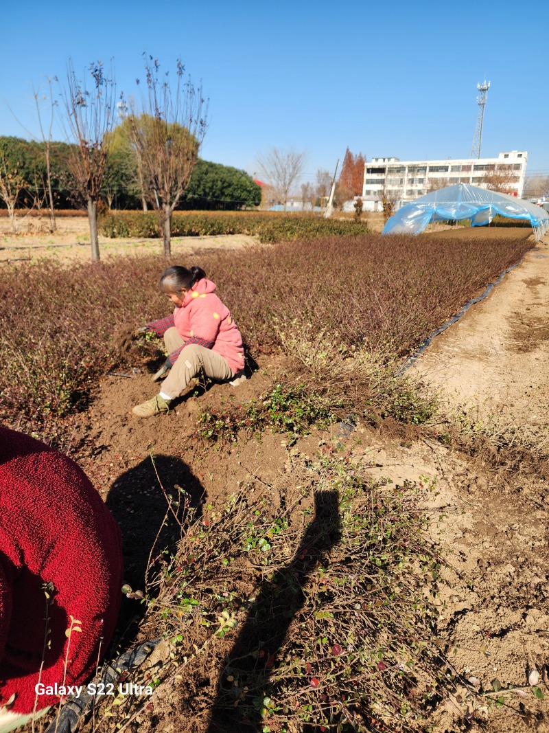 平枝荀子30厘米铺地蜈蚣产地优质平枝栒子小苗多分枝