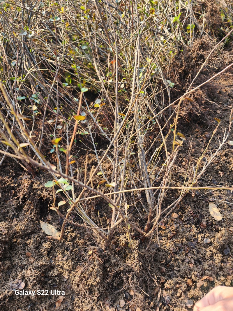 平枝荀子30厘米铺地蜈蚣产地优质平枝栒子小苗多分枝