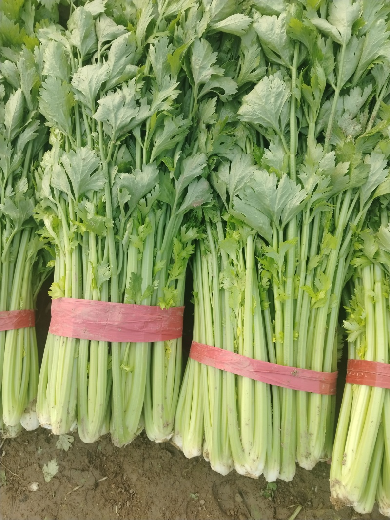 大棚精品西芹
