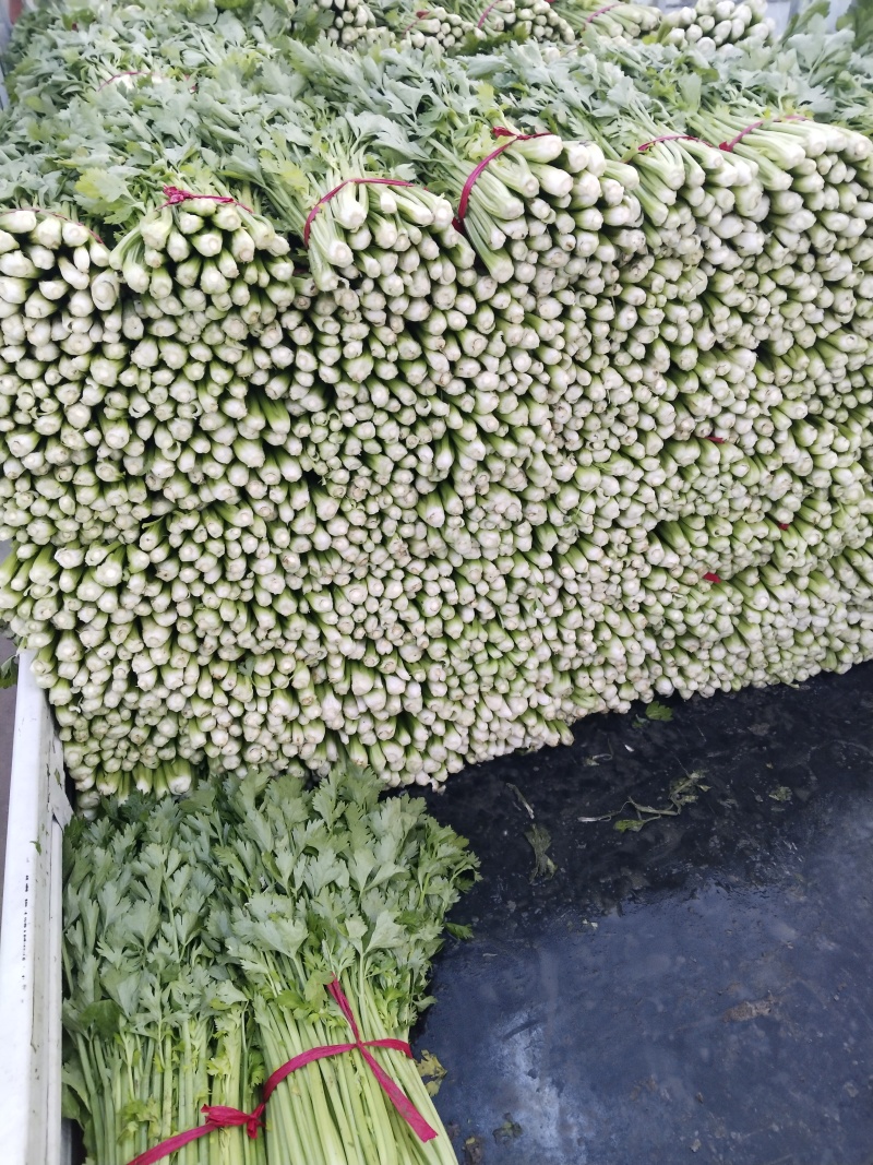 大棚精品西芹