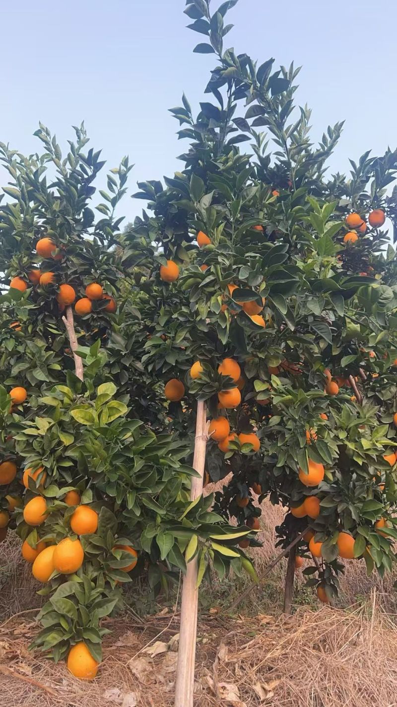 大量赣南脐橙批发