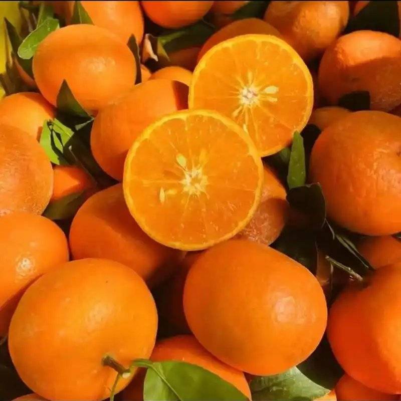 广西沃柑大量上市。皮薄多汁。入口即化。全国发货