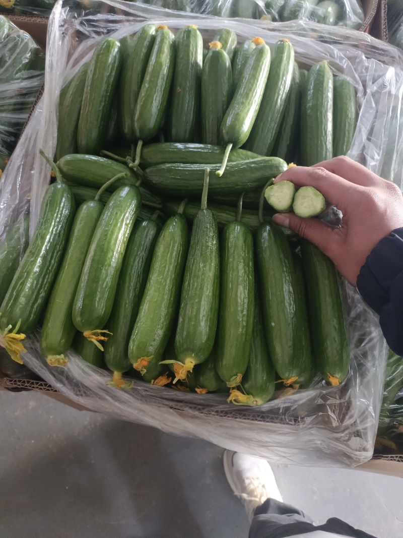 精品小黄瓜