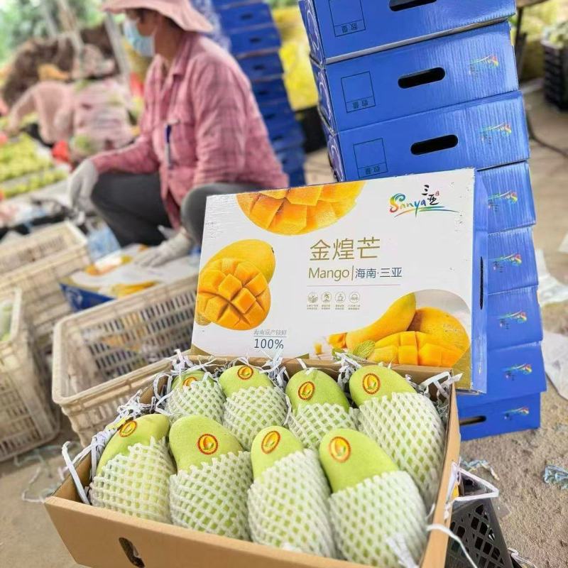 金煌芒