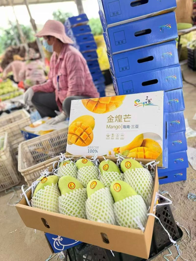 金煌芒