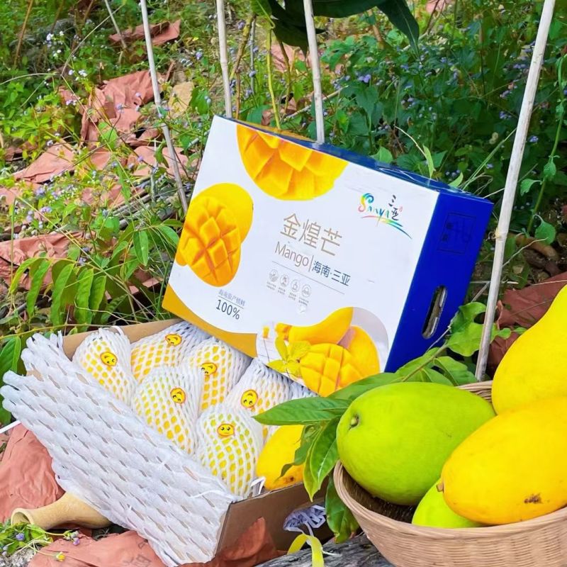 金煌芒