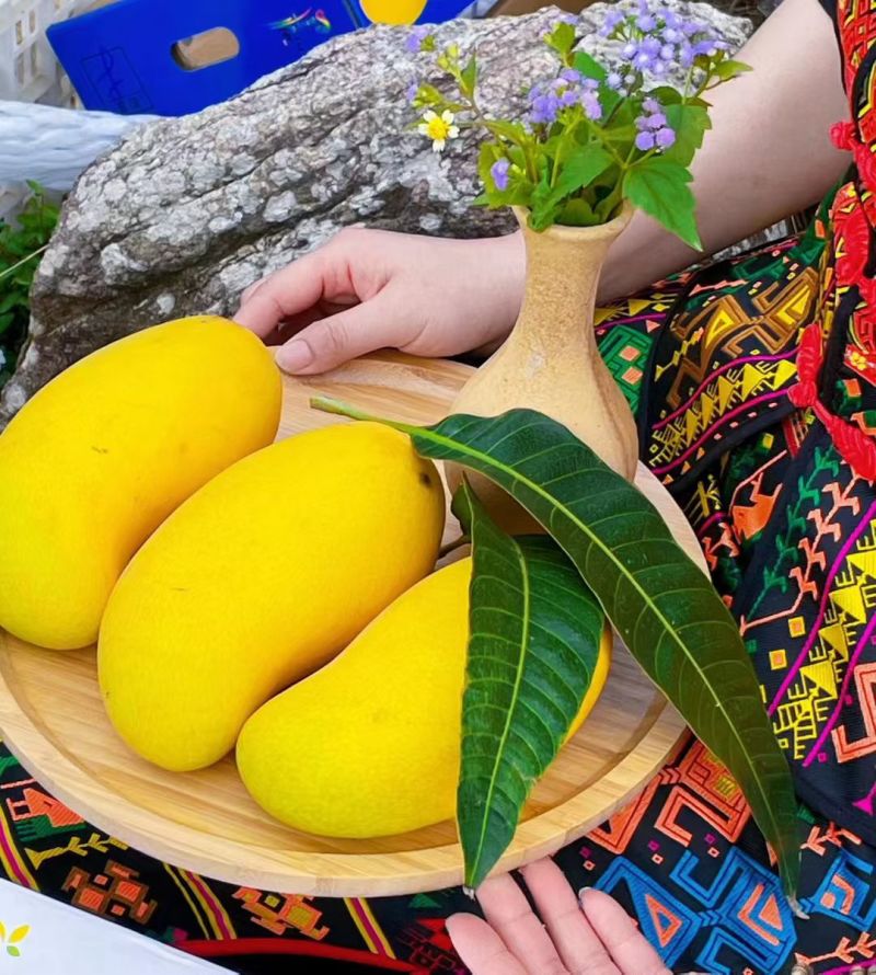 金煌芒