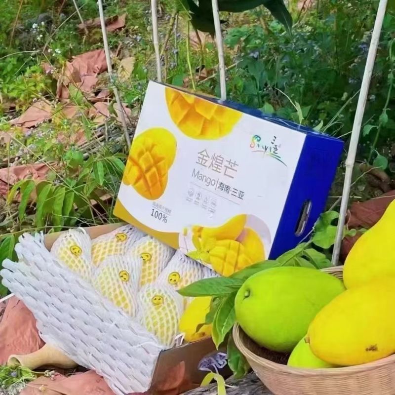 金煌芒
