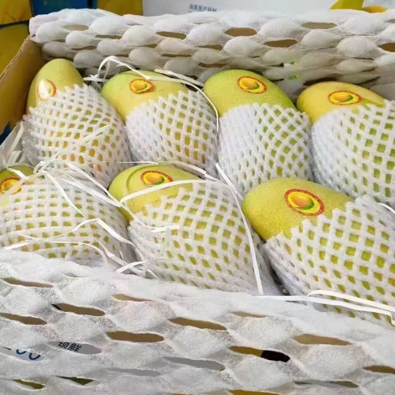 金煌芒