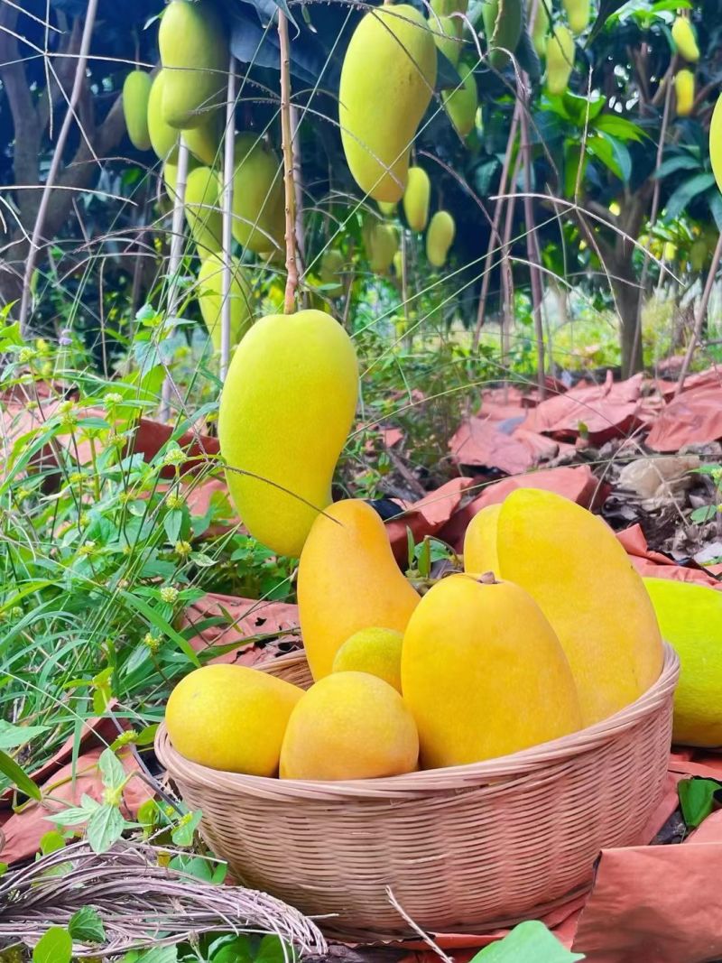 金煌芒