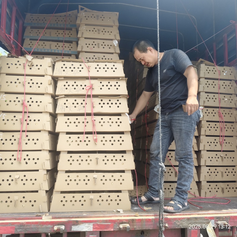 贵州农户自养精品五黑鸡品种优良美味健康可视频看货