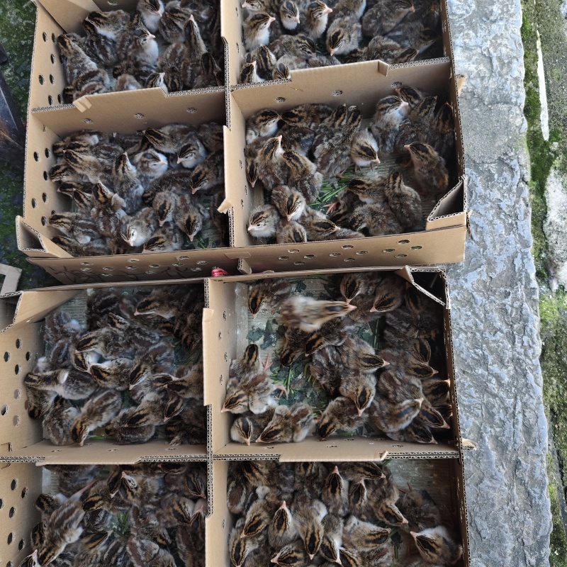 优质五黑鸡农户自养品种优良美味健康可视频看货