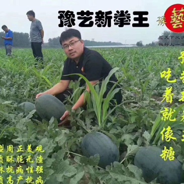豫艺新拳王大红瓤籽少而小糖度高无畸形抗病强