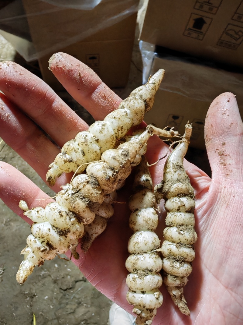 湖北天门螺丝菜，宝塔菜，整车发货
