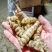 湖北天门螺丝菜，宝塔菜，整车发货