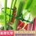 园艺绑藤植物固定用可调节鱼骨扎带捆绑线多用途园林专用