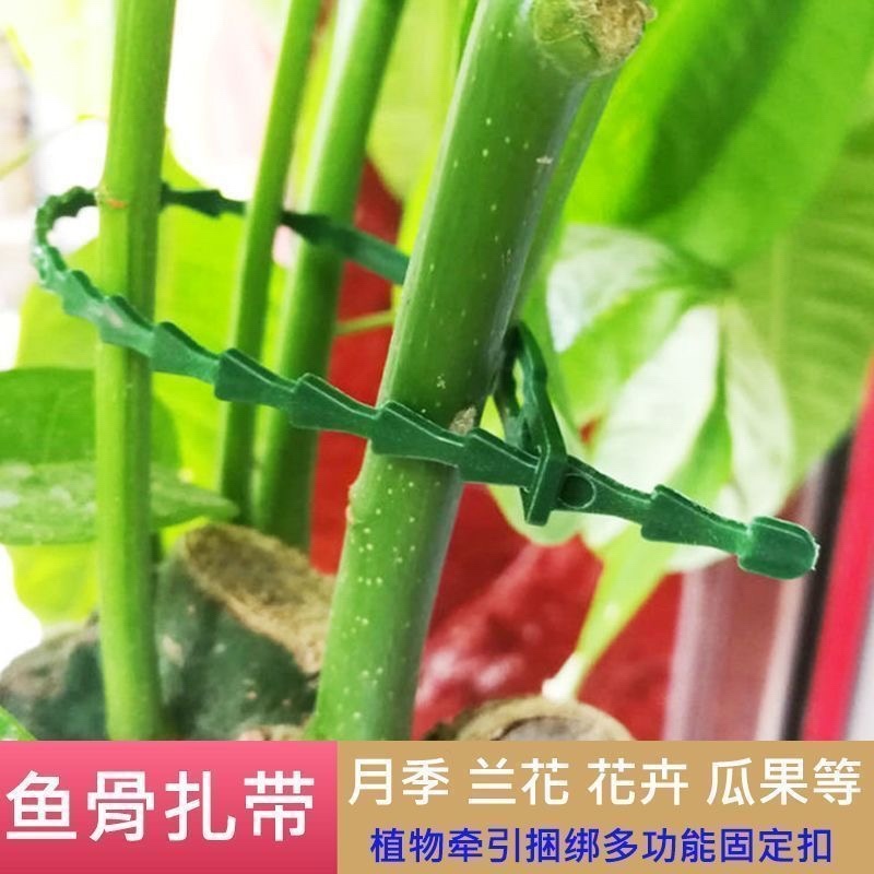 园艺绑藤植物固定用可调节鱼骨扎带捆绑线多用途园林专用