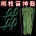 园艺绑藤植物固定用可调节鱼骨扎带捆绑线多用途园林专用