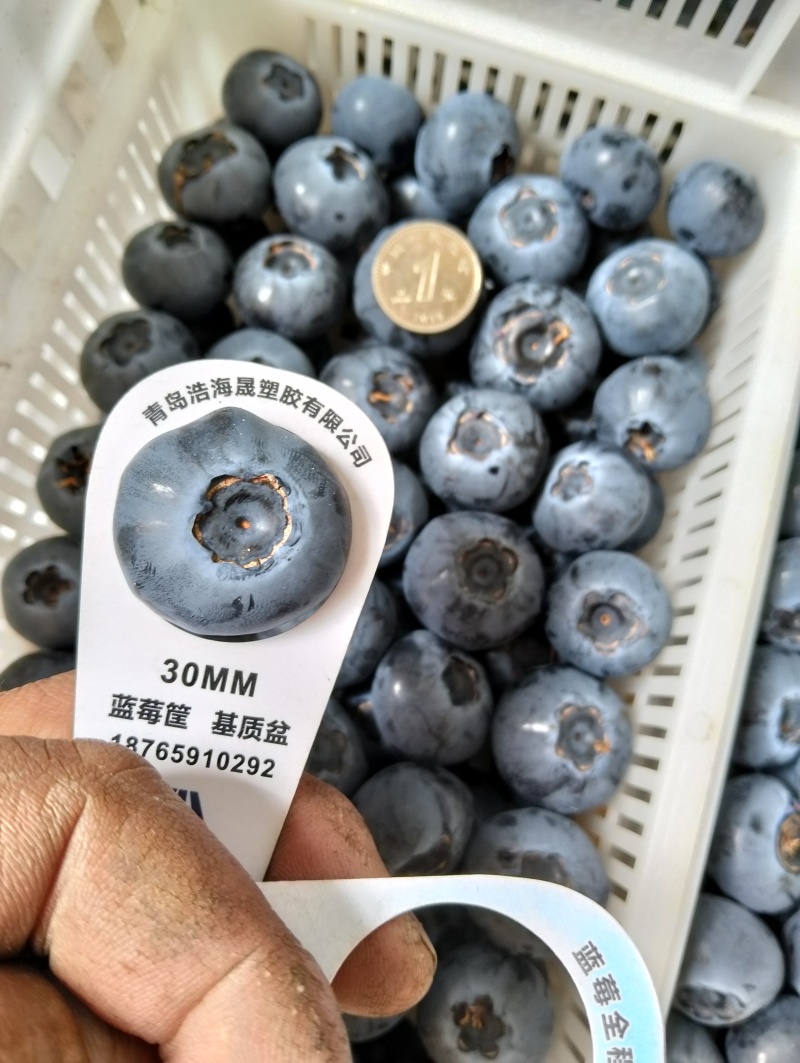 山东蓝莓，L25.L11.F6果大粉好纯甜无酸，全国发货