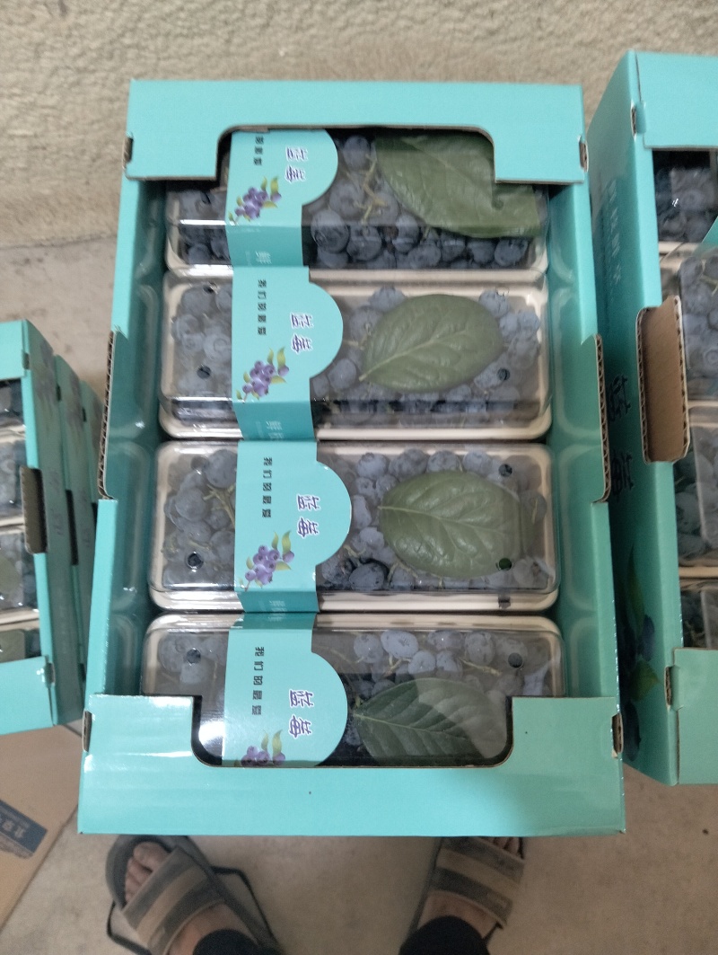 山东蓝莓，L25.L11.F6果大粉好纯甜无酸，全国发货