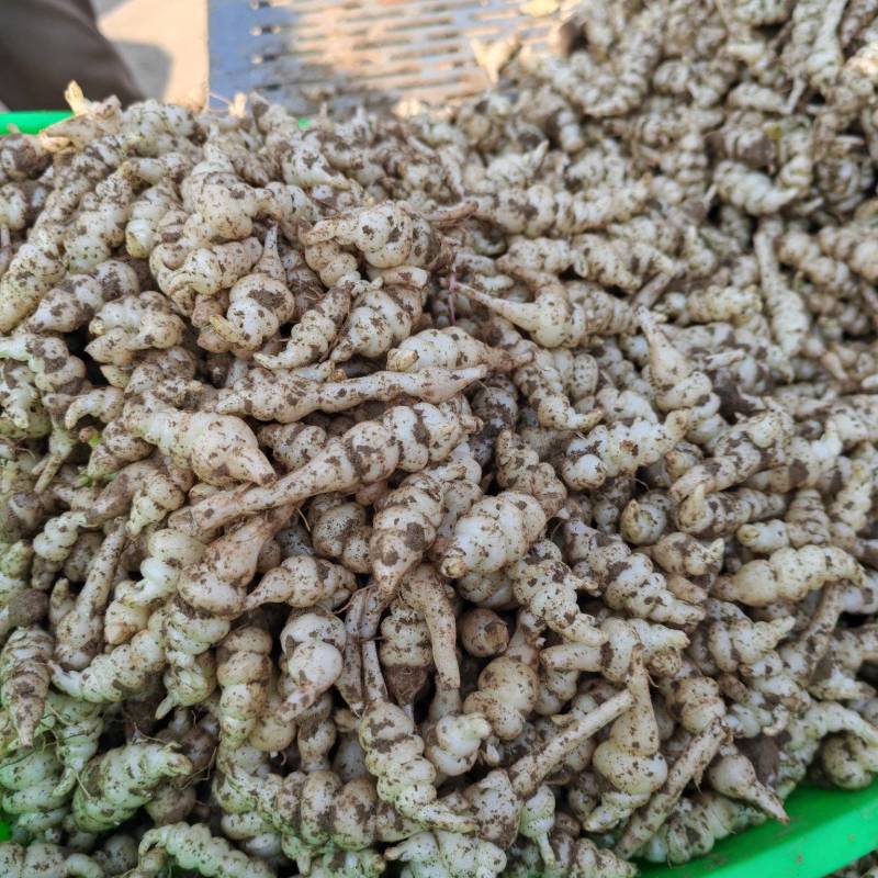 湖北螺丝菜，宝塔菜，地环