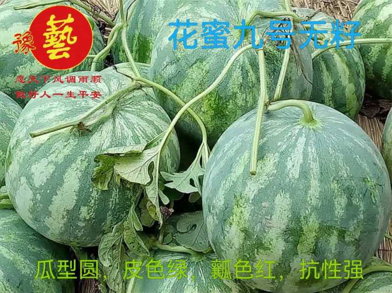豫艺926无籽西瓜种抗病抗裂含糖量高亩产5000公斤