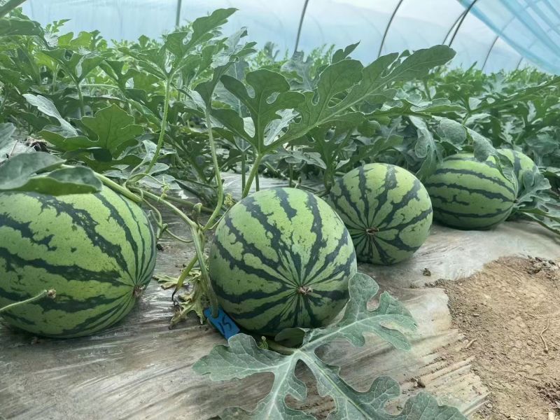 豫艺926无籽西瓜种抗病抗裂含糖量高亩产5000公斤