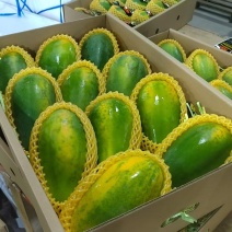 大青木瓜
