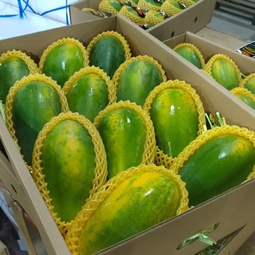 大青木瓜