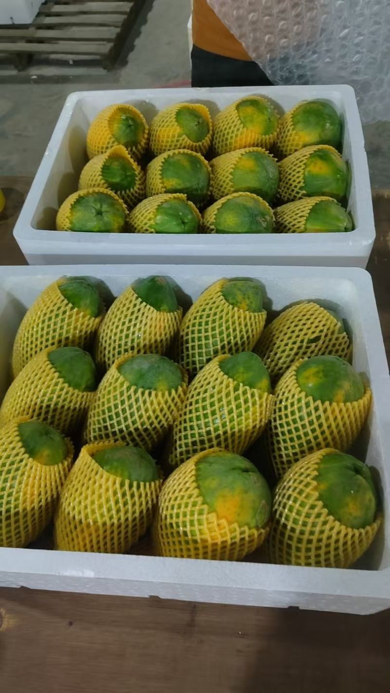 大青木瓜