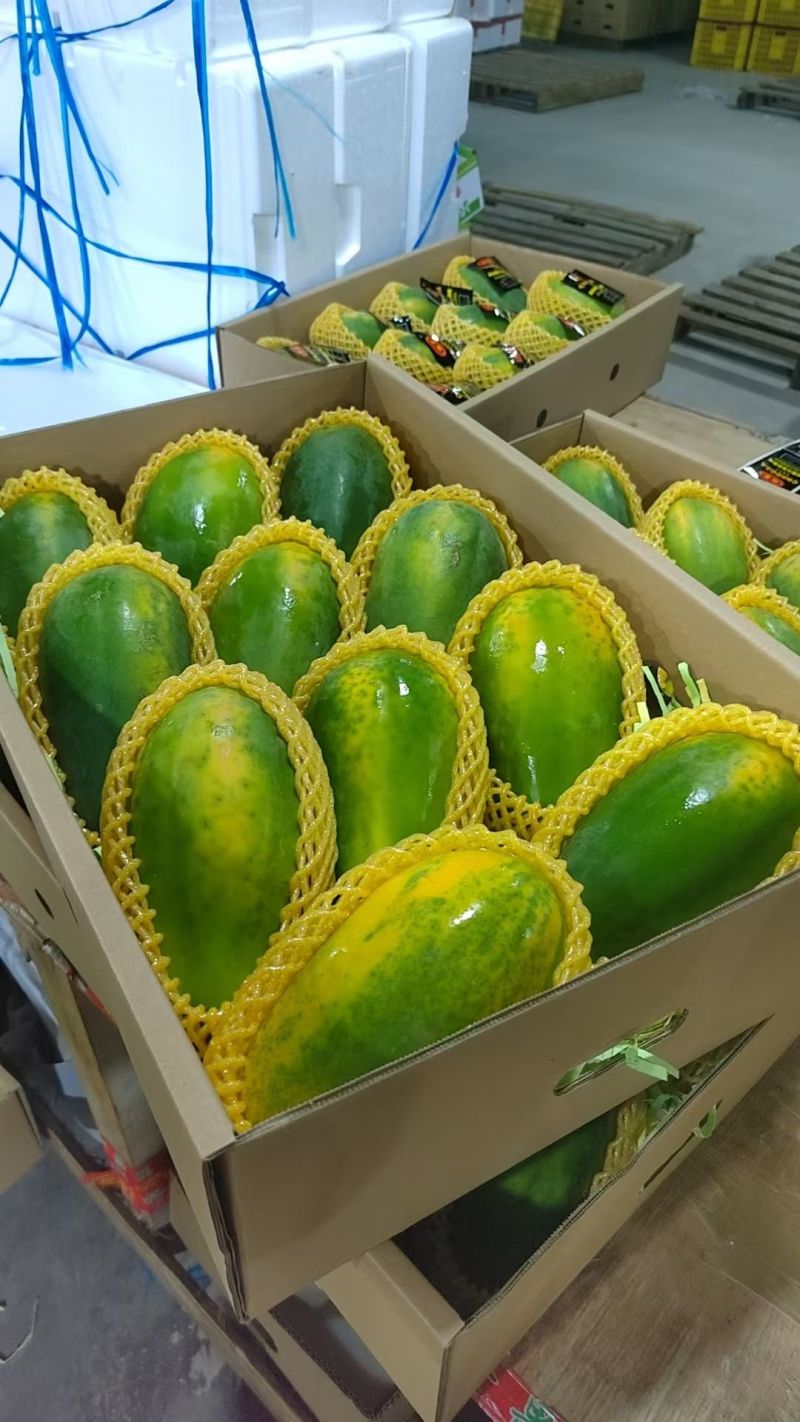 大青木瓜