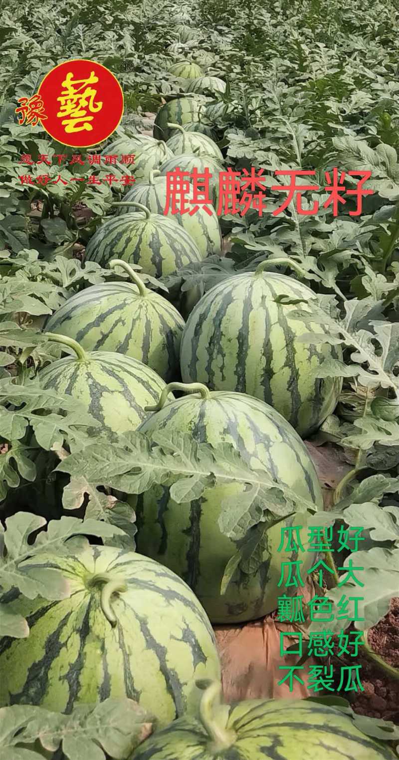 豫艺926无籽西瓜种抗病抗裂含糖量高亩产5000公斤