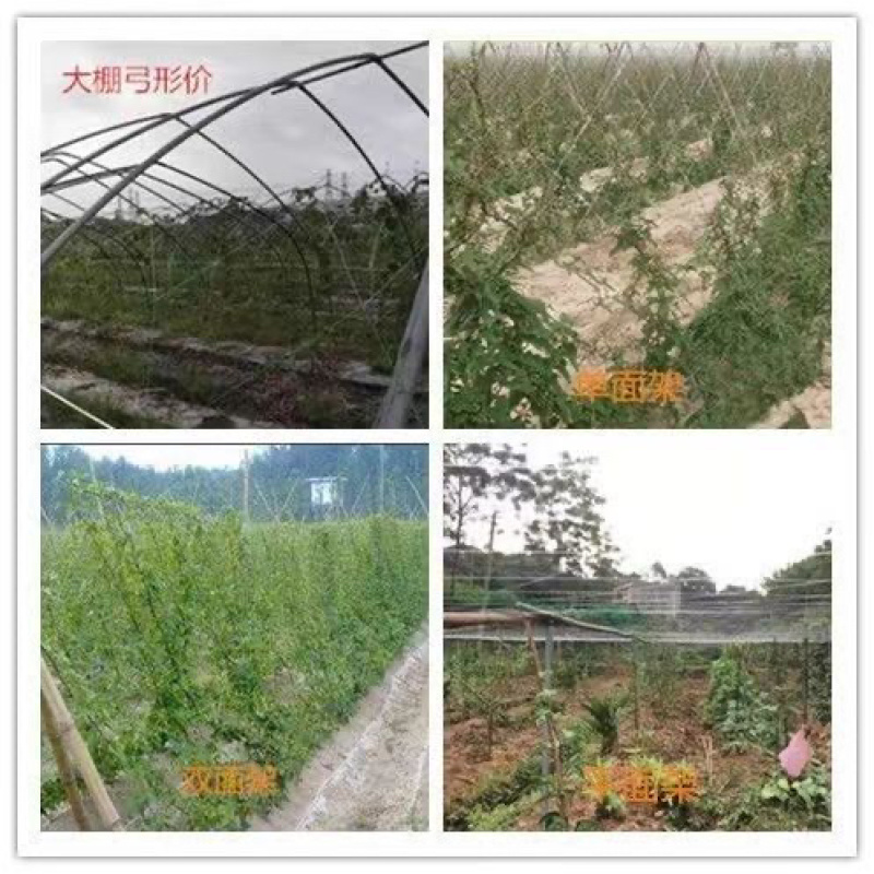 爬藤网百香果豆角攀爬网黄瓜网爬藤网瓜网蔬菜爬藤网丝瓜