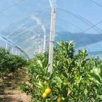 脆蜜金桔园搭建，脆蜜金桔避雨棚架搭建，上门搭建，包工包料