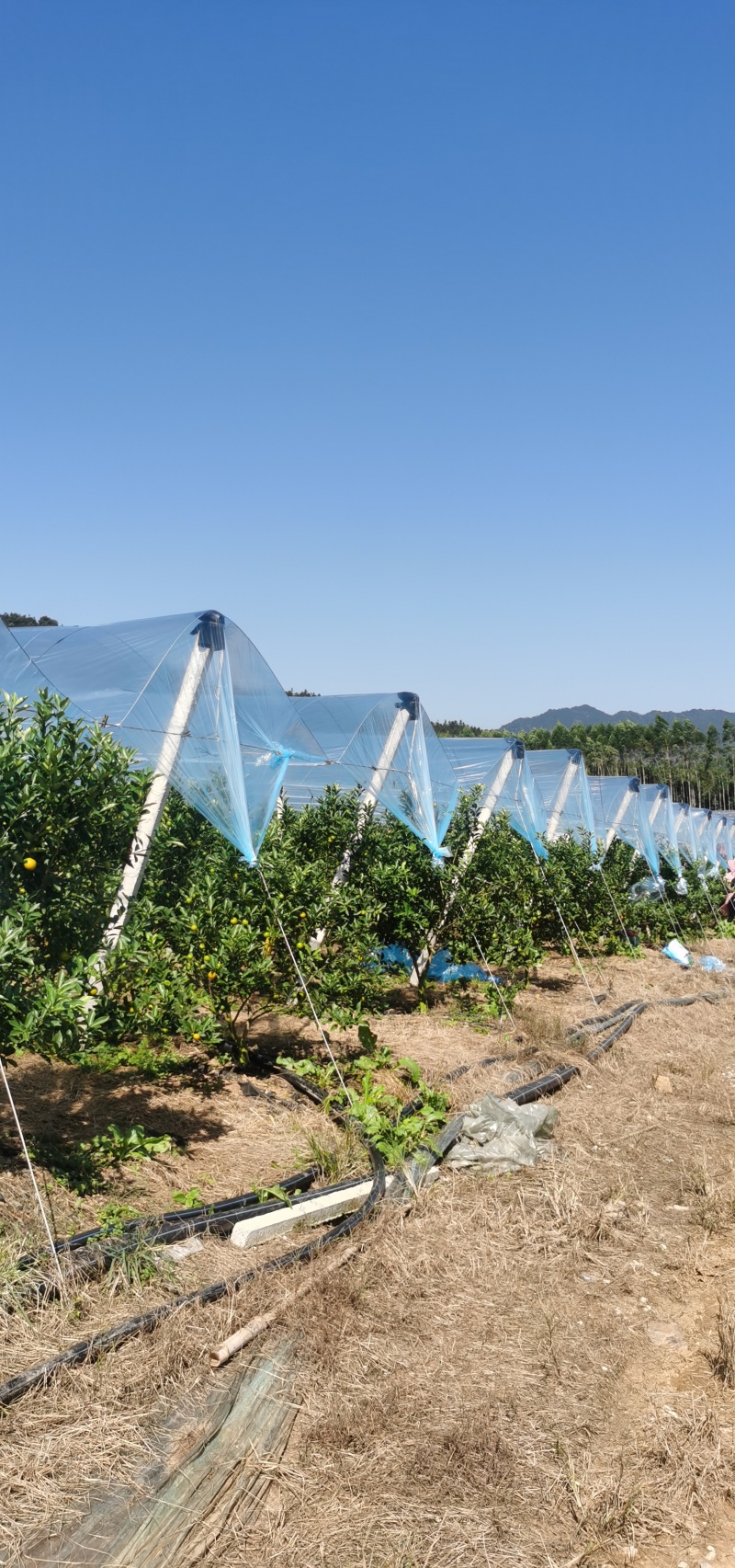 脆蜜金桔园搭建，脆蜜金桔避雨棚架搭建，上门搭建，包工包料