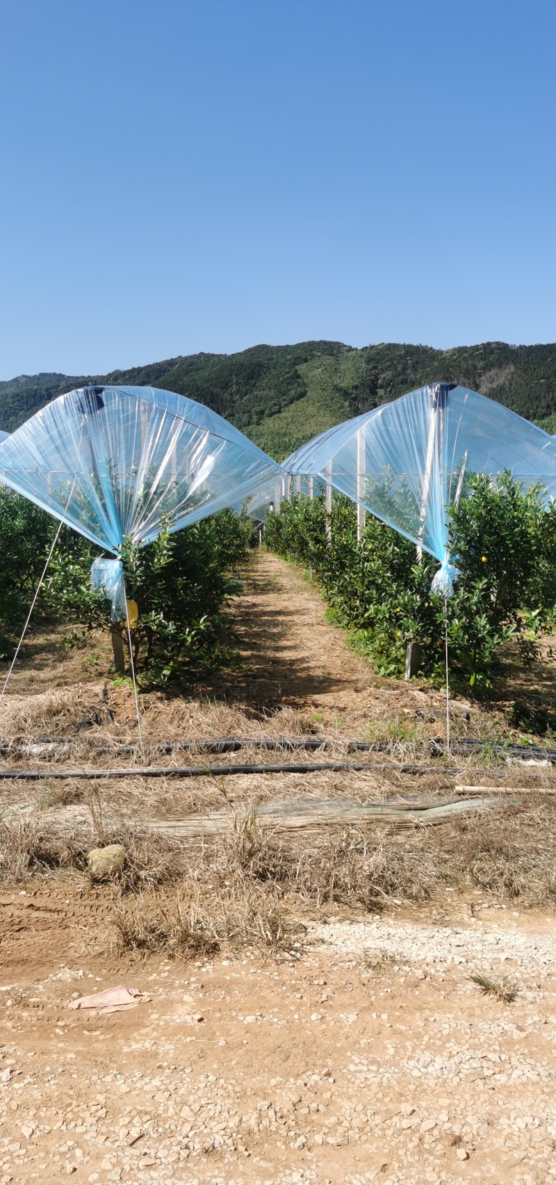 脆蜜金桔园搭建，脆蜜金桔避雨棚架搭建，上门搭建，包工包料