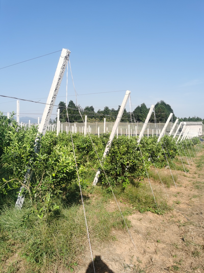 脆蜜金桔园搭建，脆蜜金桔避雨棚架搭建，上门搭建，包工包料