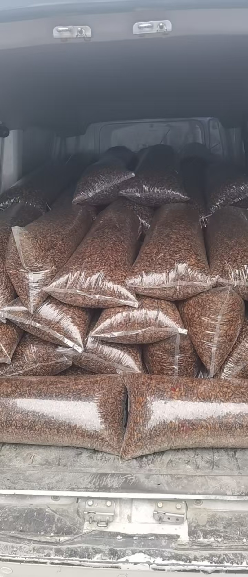 馋香蚕蛹