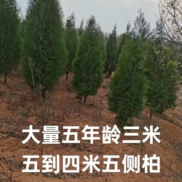 大量出售侧柏塔松圆柏三年四年五年
