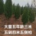 大量出售侧柏塔松圆柏三年四年五年