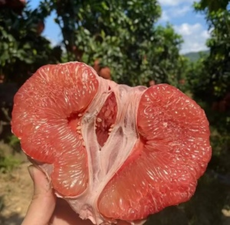 官溪密柚，果肉多汁水甜，有意向的老板可联系。