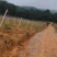 苹果枣/罗汉果园搭建，苹果枣架子搭建，罗汉果棚架搭建