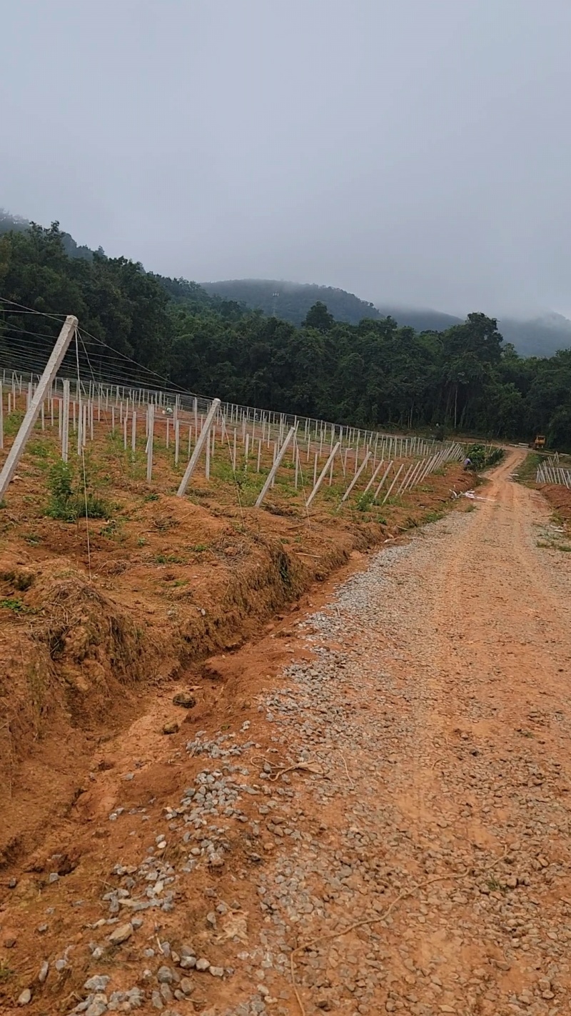 苹果枣/罗汉果园搭建，苹果枣架子搭建，罗汉果棚架搭建