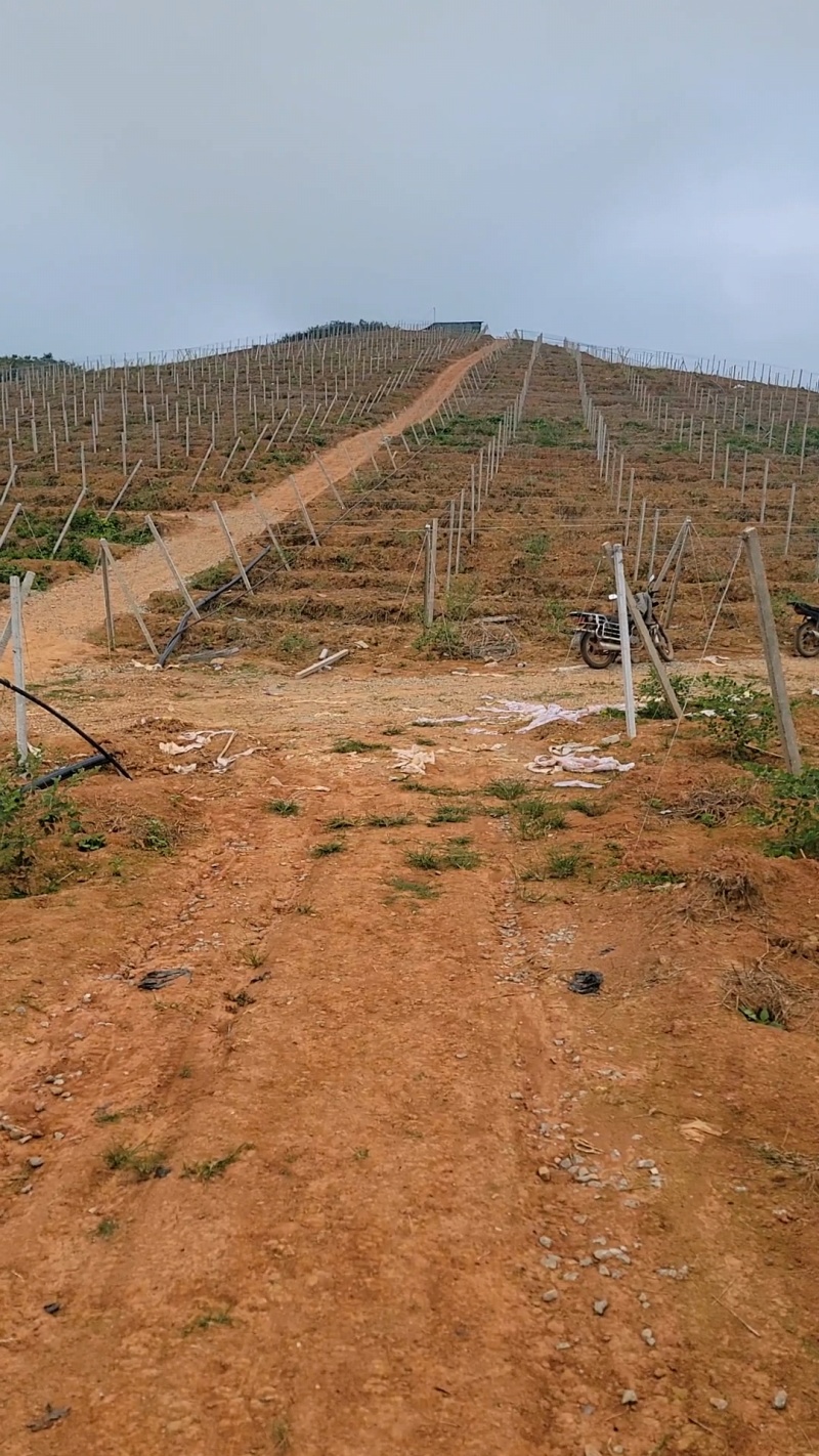苹果枣/罗汉果园搭建，苹果枣架子搭建，罗汉果棚架搭建