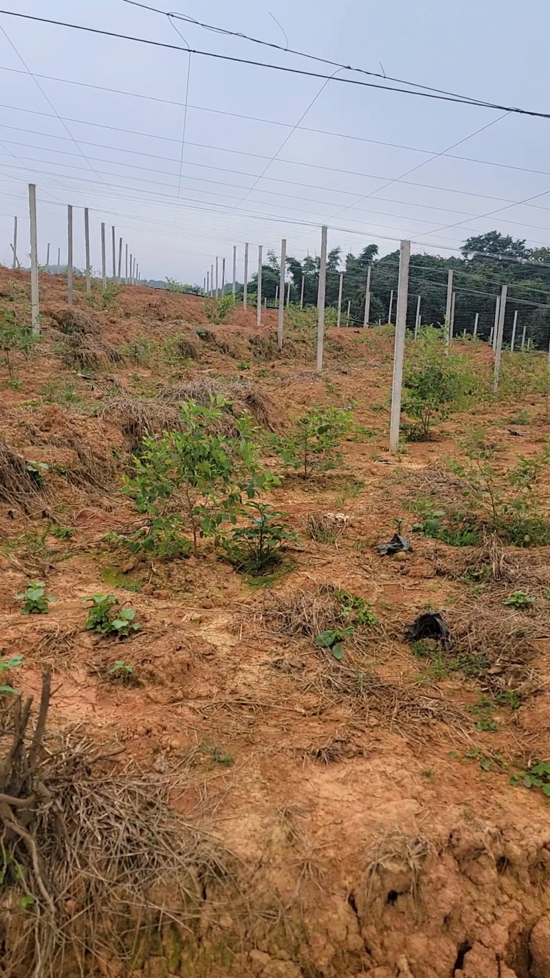 苹果枣/罗汉果园搭建，苹果枣架子搭建，罗汉果棚架搭建