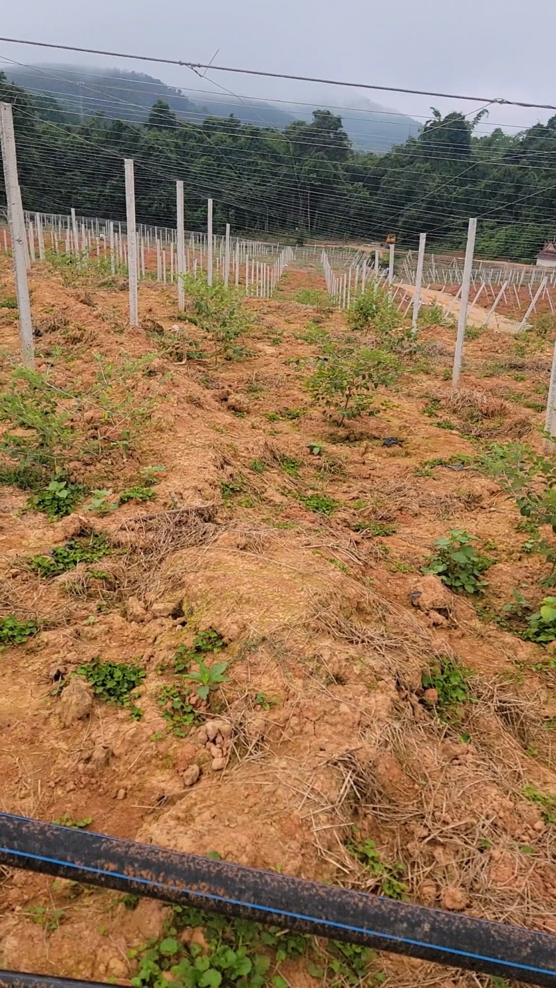 苹果枣/罗汉果园搭建，苹果枣架子搭建，罗汉果棚架搭建