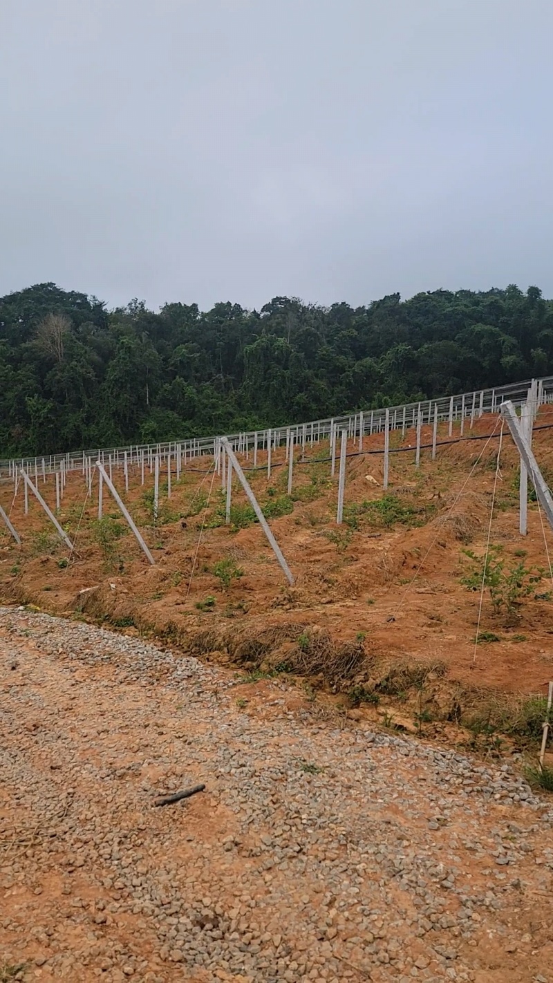 苹果枣/罗汉果园搭建，苹果枣架子搭建，罗汉果棚架搭建