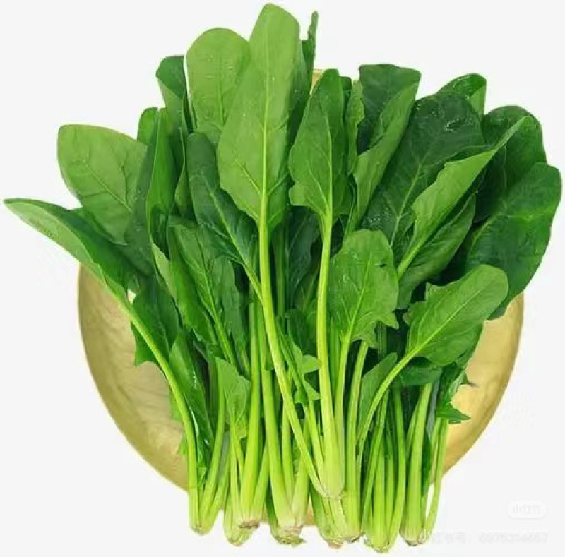 精品菠菜，常年有货，可打捆可散装