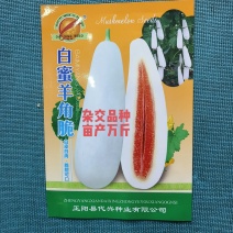 白蜜羊角脆甜瓜种子早熟果肉白色单瓜重1000克