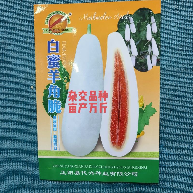 白蜜羊角脆甜瓜种子早熟果肉白色单瓜重1000克